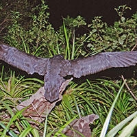 Paparoa: image 3 0f 3 thumb
