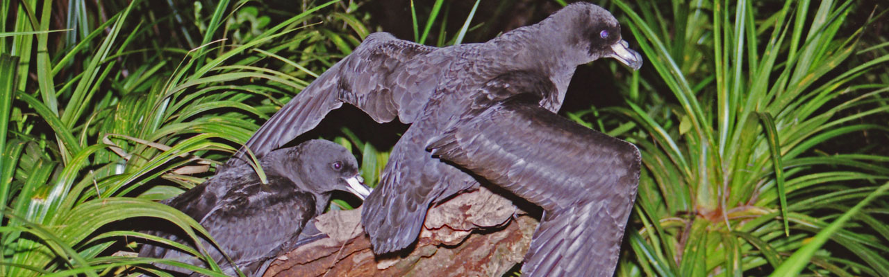 Paparoa Nature Tours private wildlife sanctuary